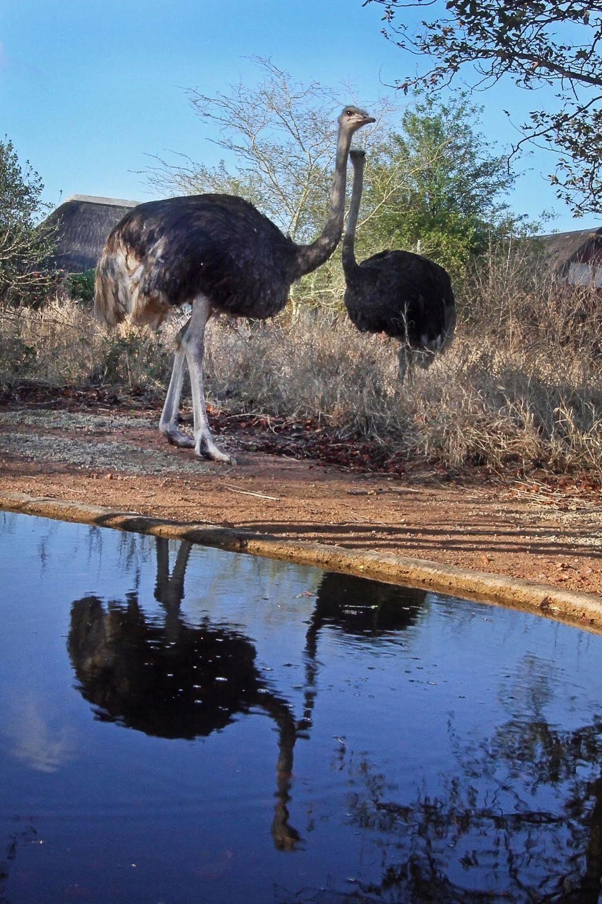 Normann Safari Bush Lodge Phalaborwa Eksteriør bilde